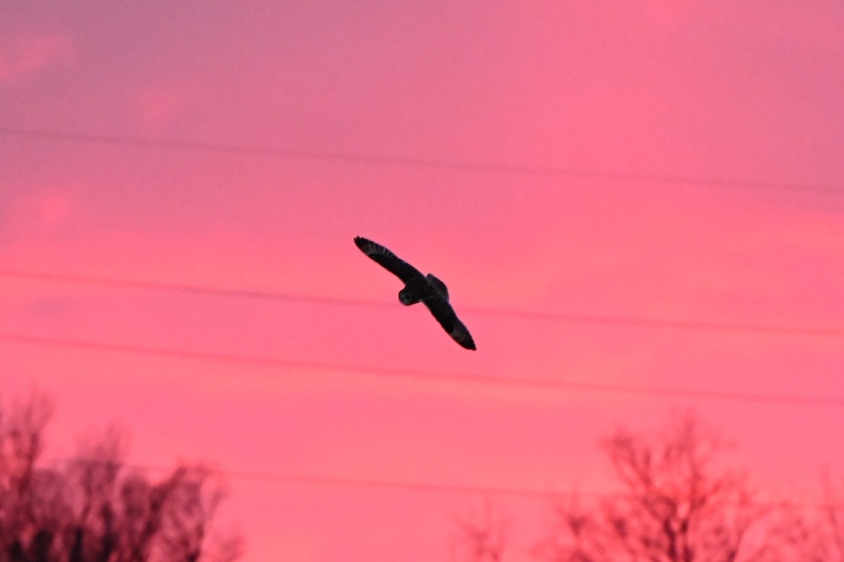 Short-eared Owl - ML646017414