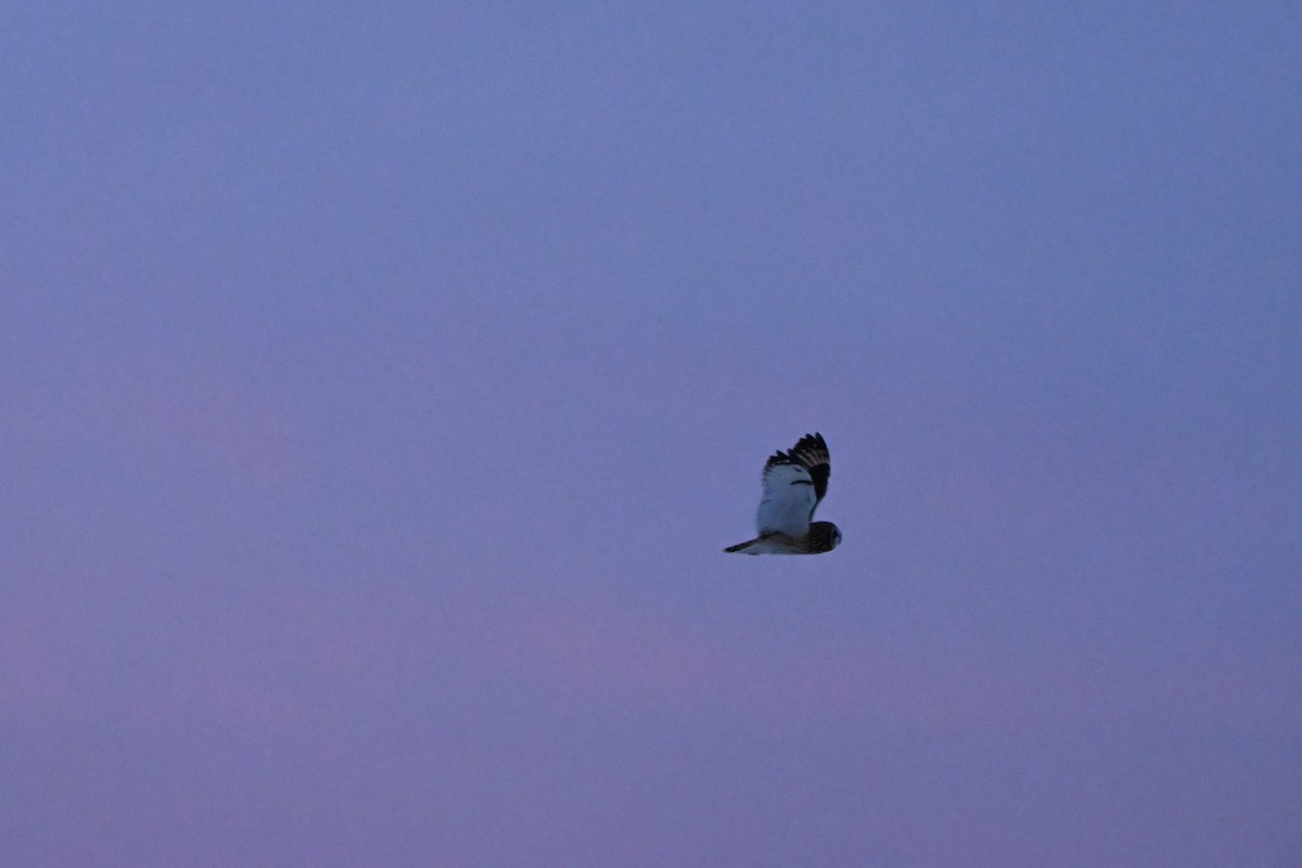 Short-eared Owl - ML646017416