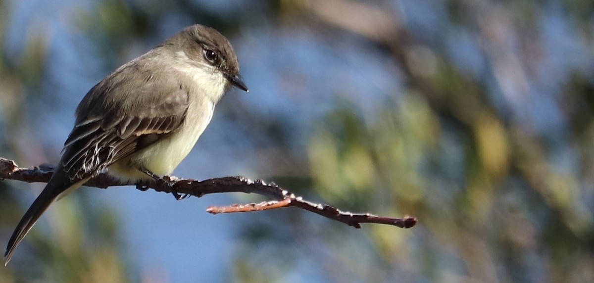 Eastern Phoebe - ML646017418