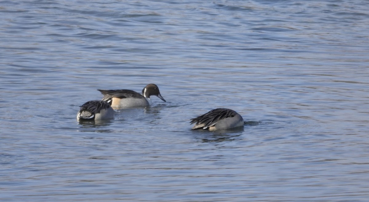 ostralka štíhlá - ML646017419