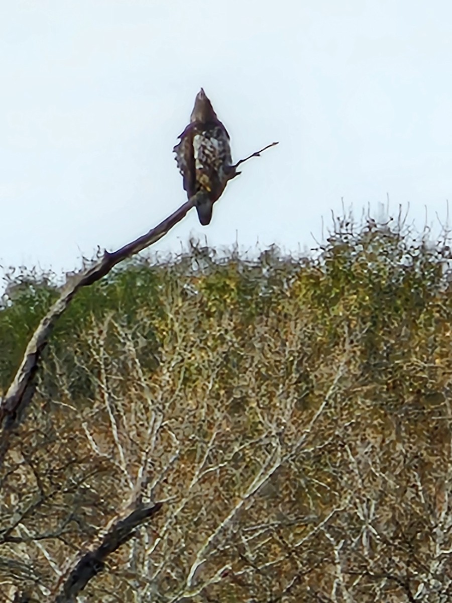 Weißkopf-Seeadler - ML646017420