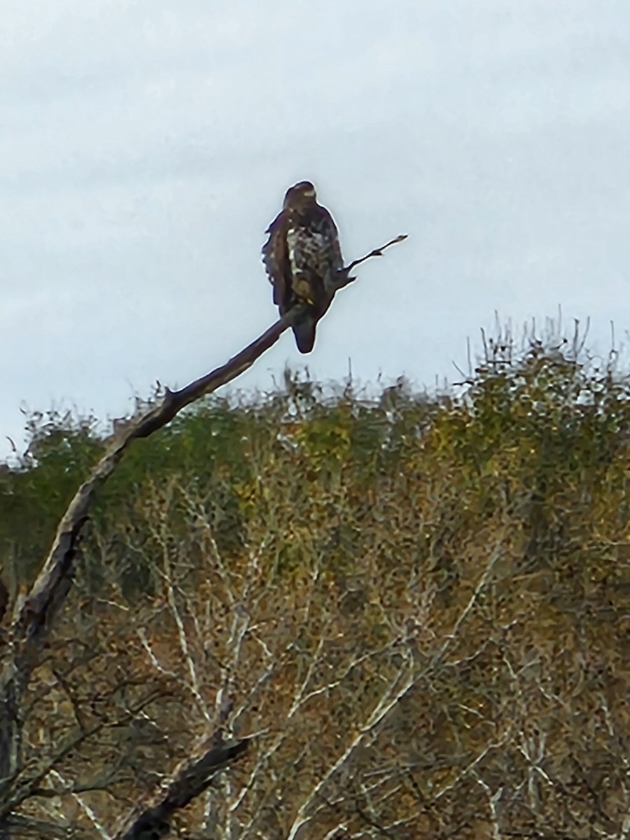 Weißkopf-Seeadler - ML646017421