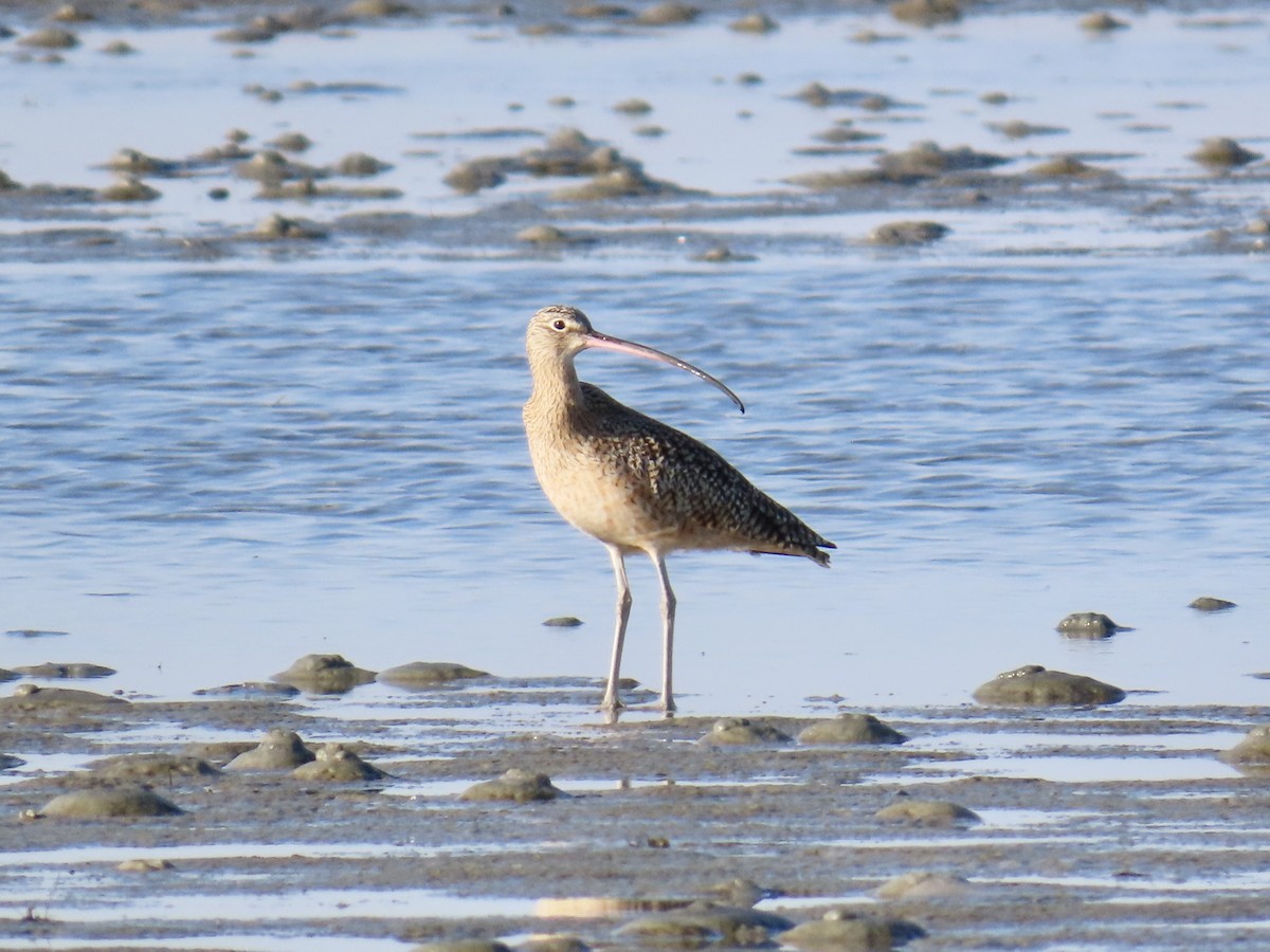 Long-billed Curlew - ML646017424