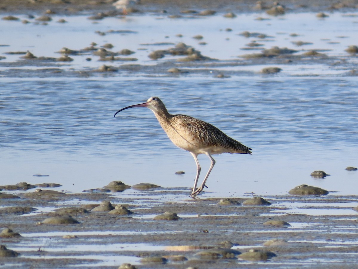 Long-billed Curlew - ML646017425