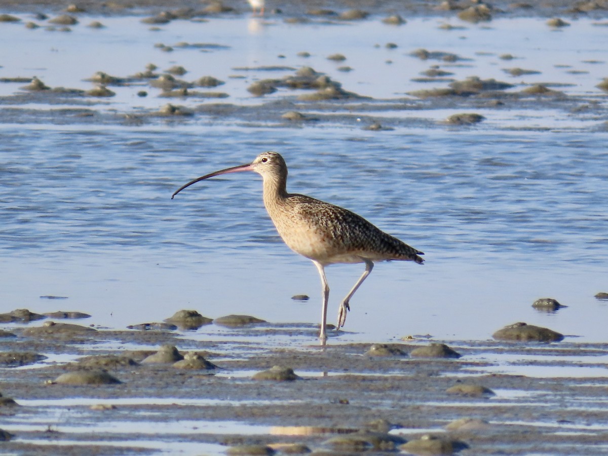 Long-billed Curlew - ML646017426