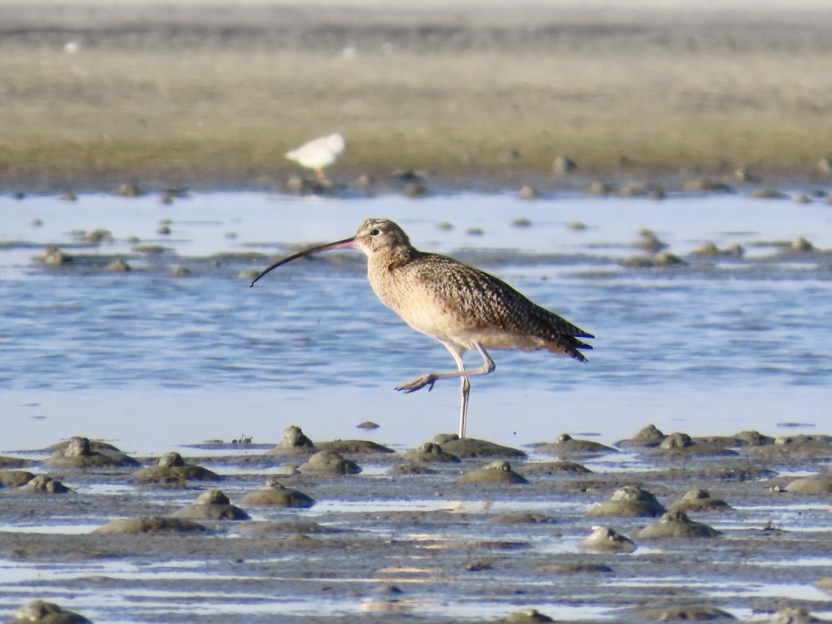 Long-billed Curlew - ML646017427