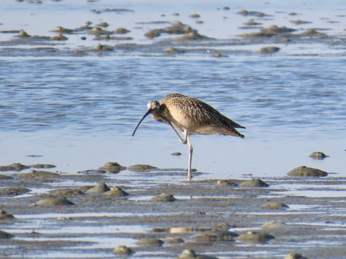 Long-billed Curlew - ML646017428