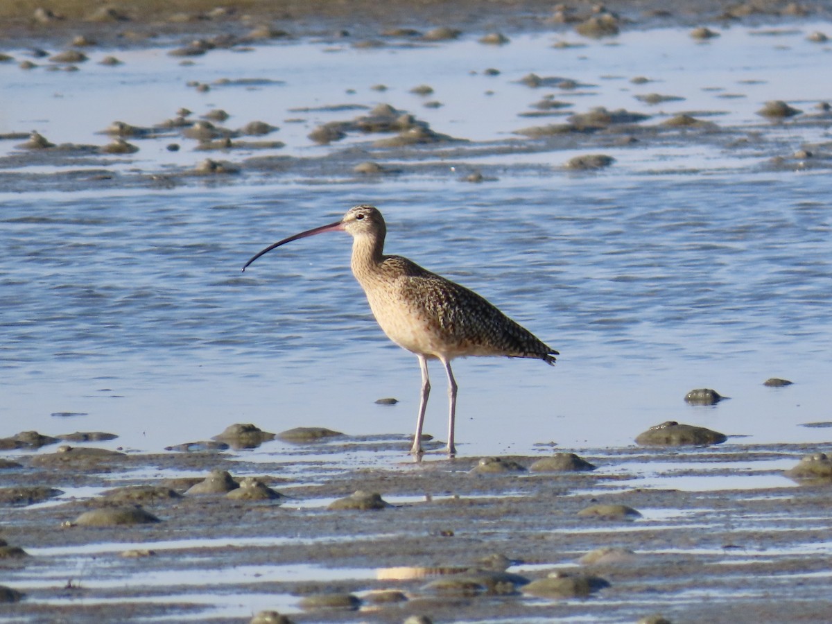 Long-billed Curlew - ML646017429