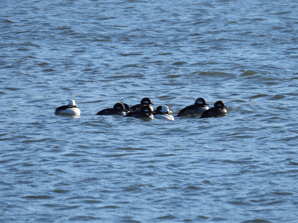 Bufflehead - ML646017430