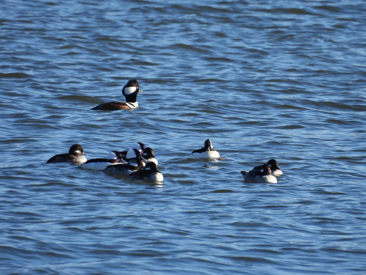 Bufflehead - ML646017431