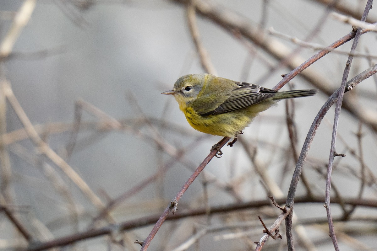 Prairie Warbler - ML646017449