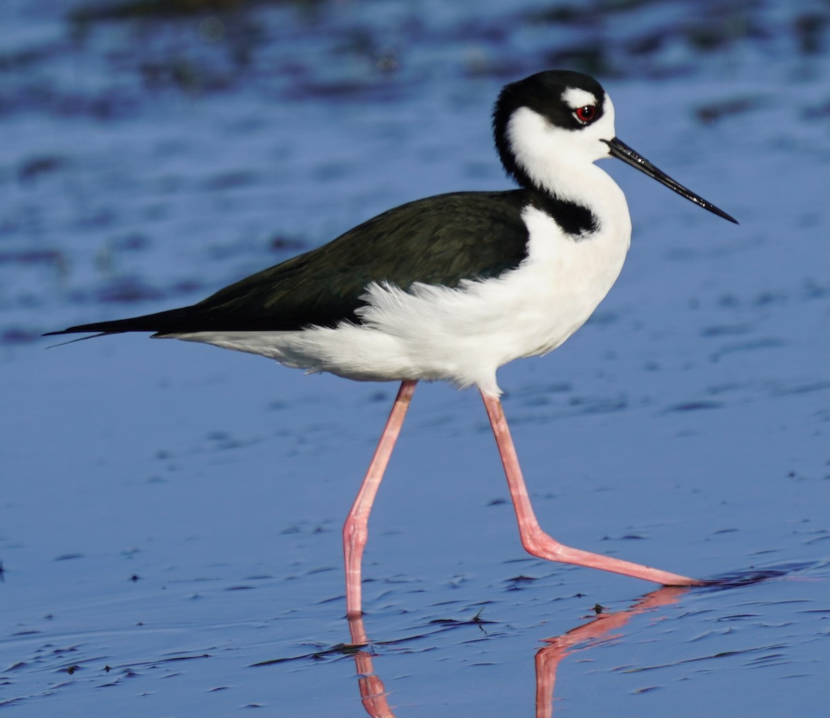 Black-necked Stilt - ML646017451