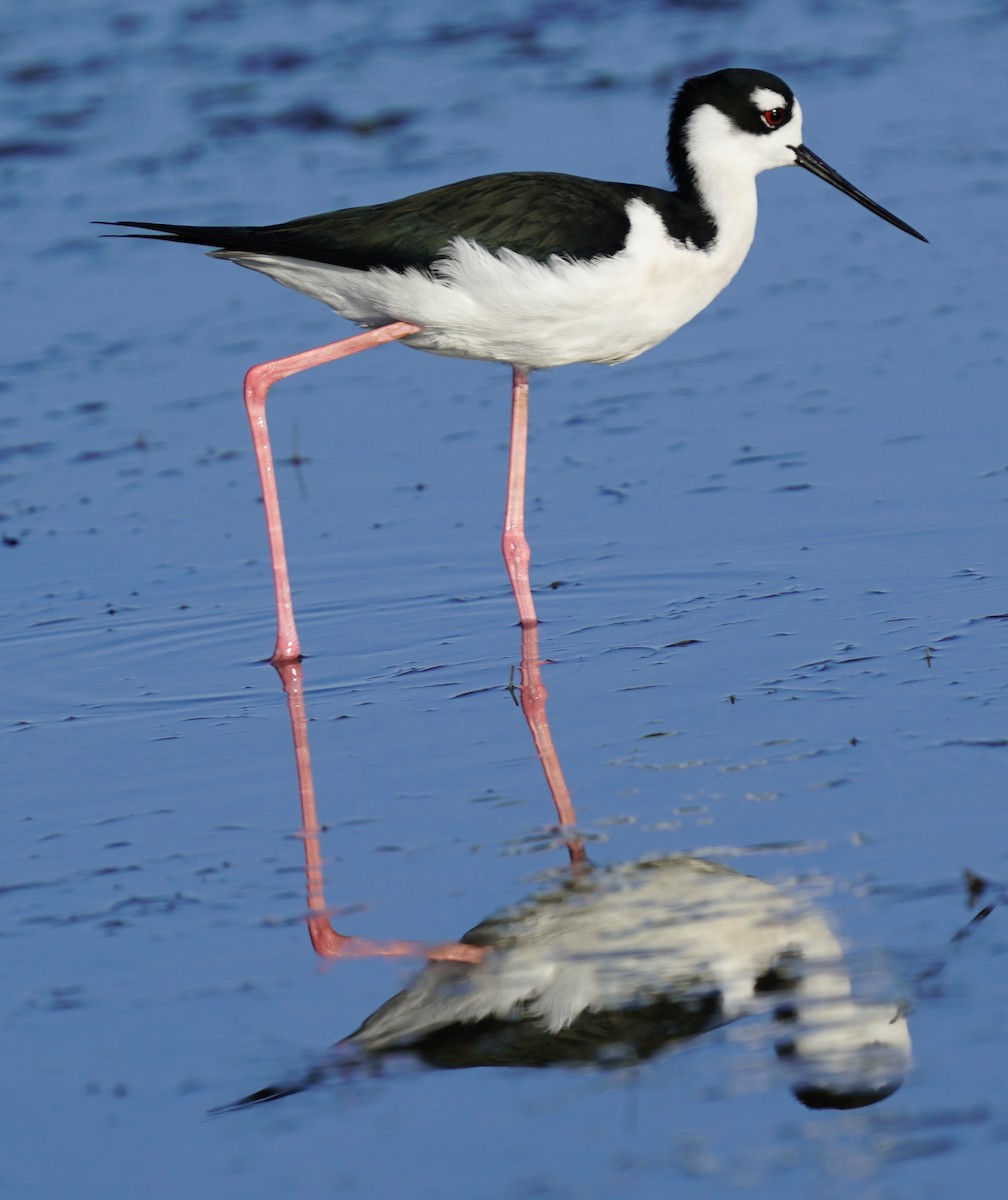 Black-necked Stilt - ML646017452