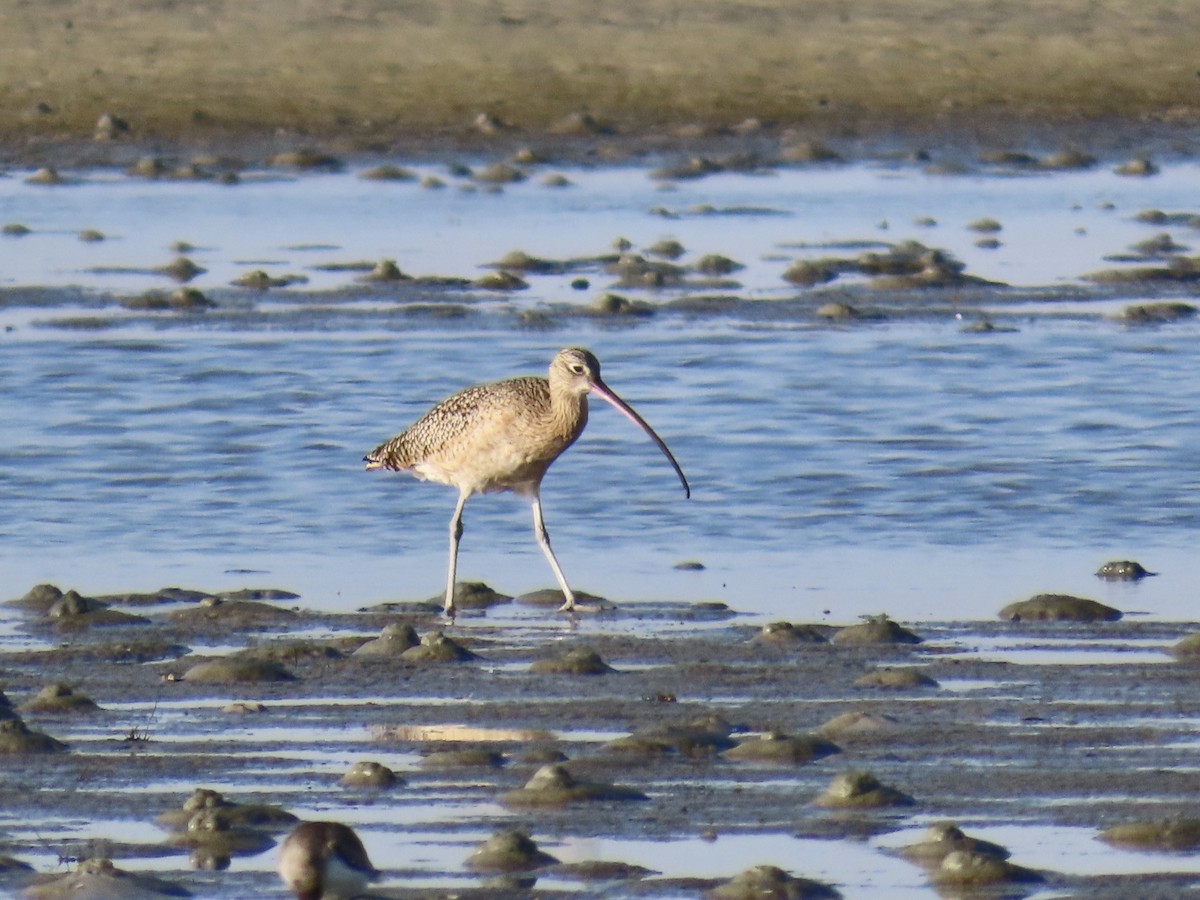 Long-billed Curlew - ML646017454