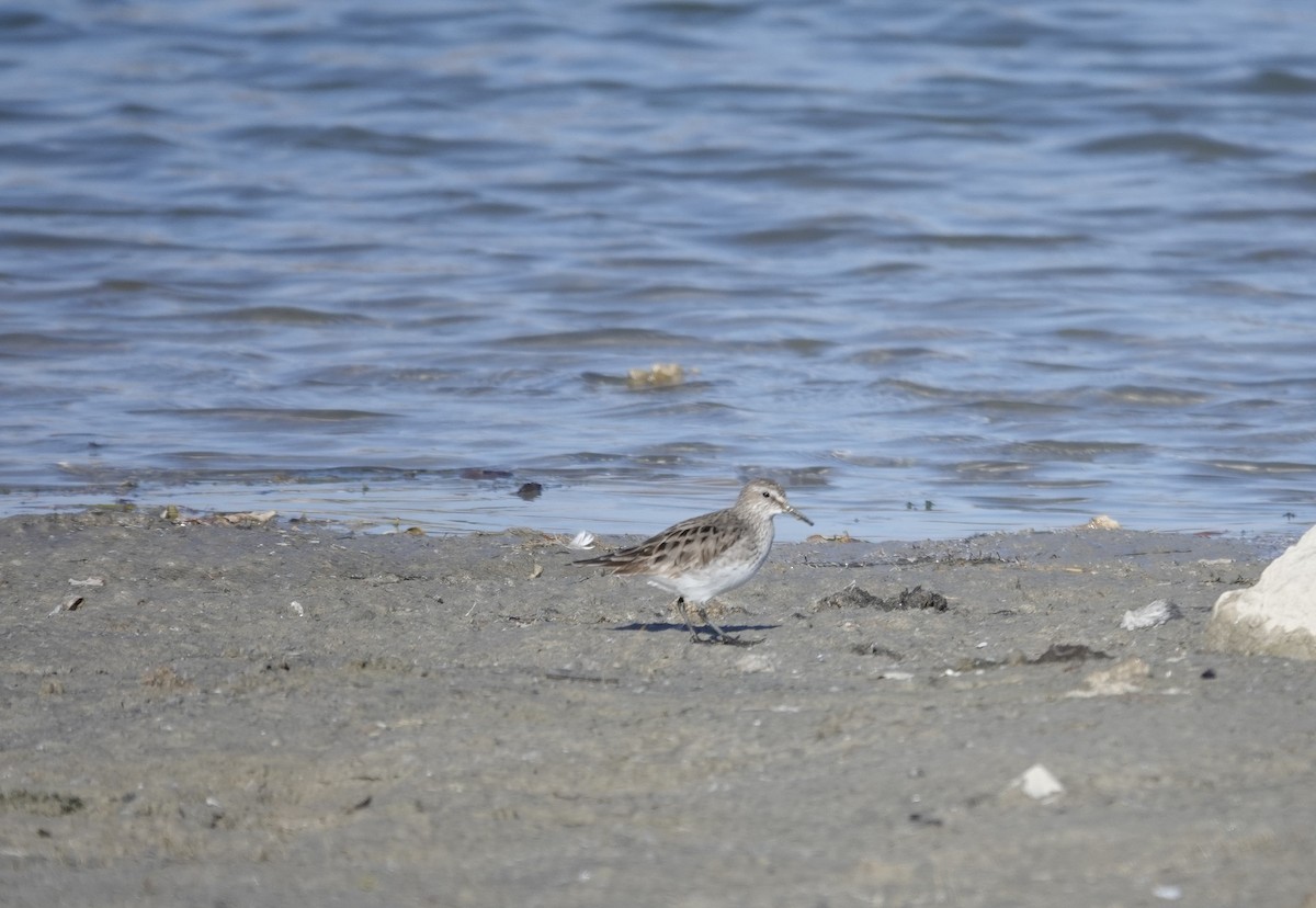 コシジロウズラシギ - ML646017455