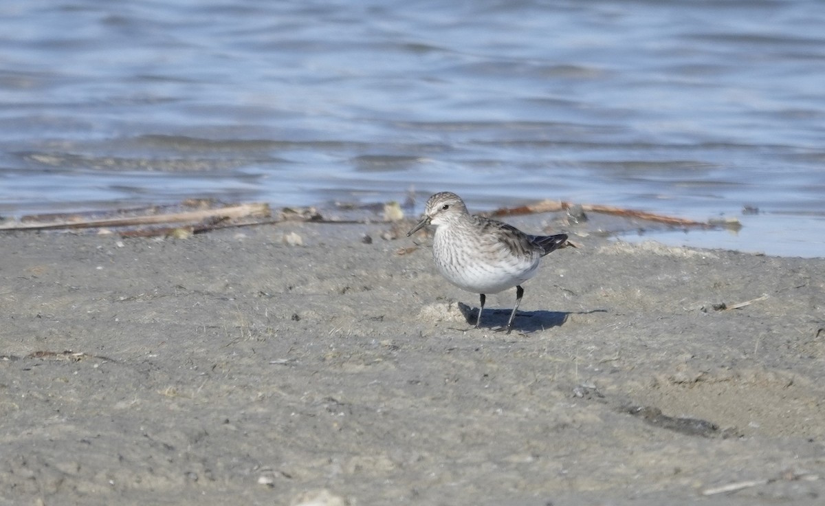 コシジロウズラシギ - ML646017456