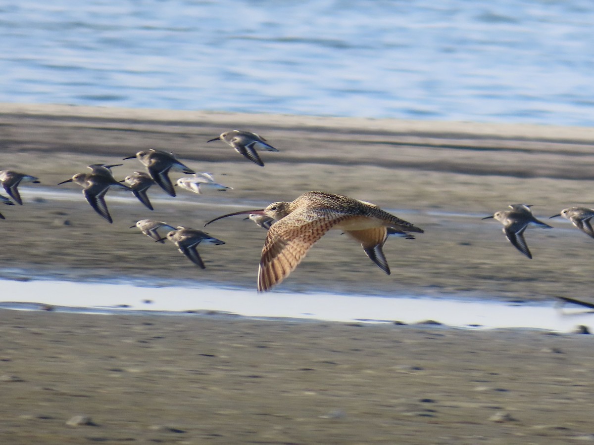 Long-billed Curlew - ML646017459