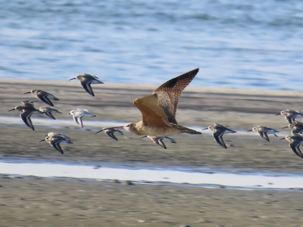 Long-billed Curlew - ML646017460