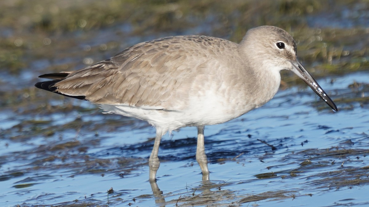 Willet - ML646017461