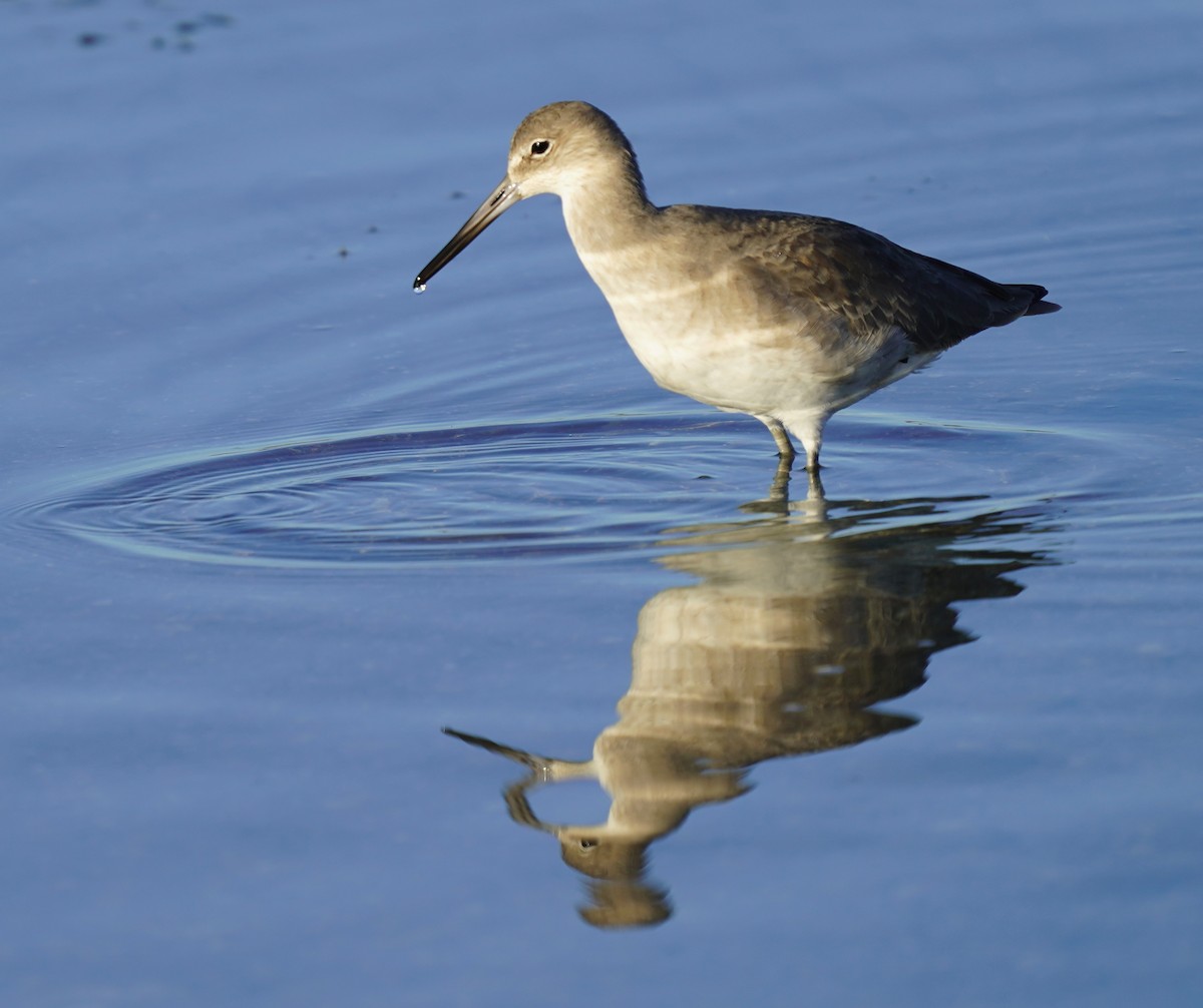 Willet - ML646017463