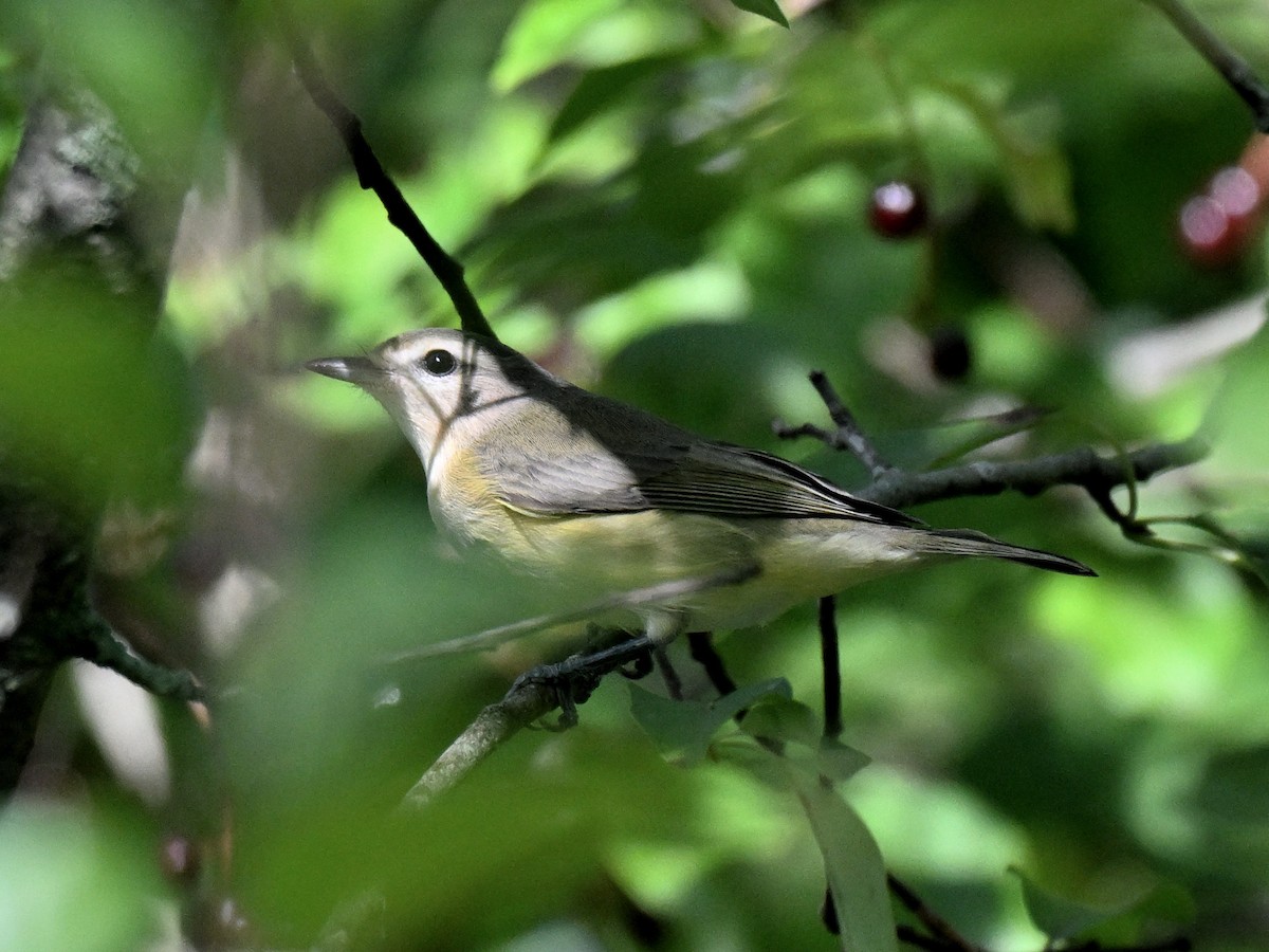 Vireo de Filadelfia - ML646017465