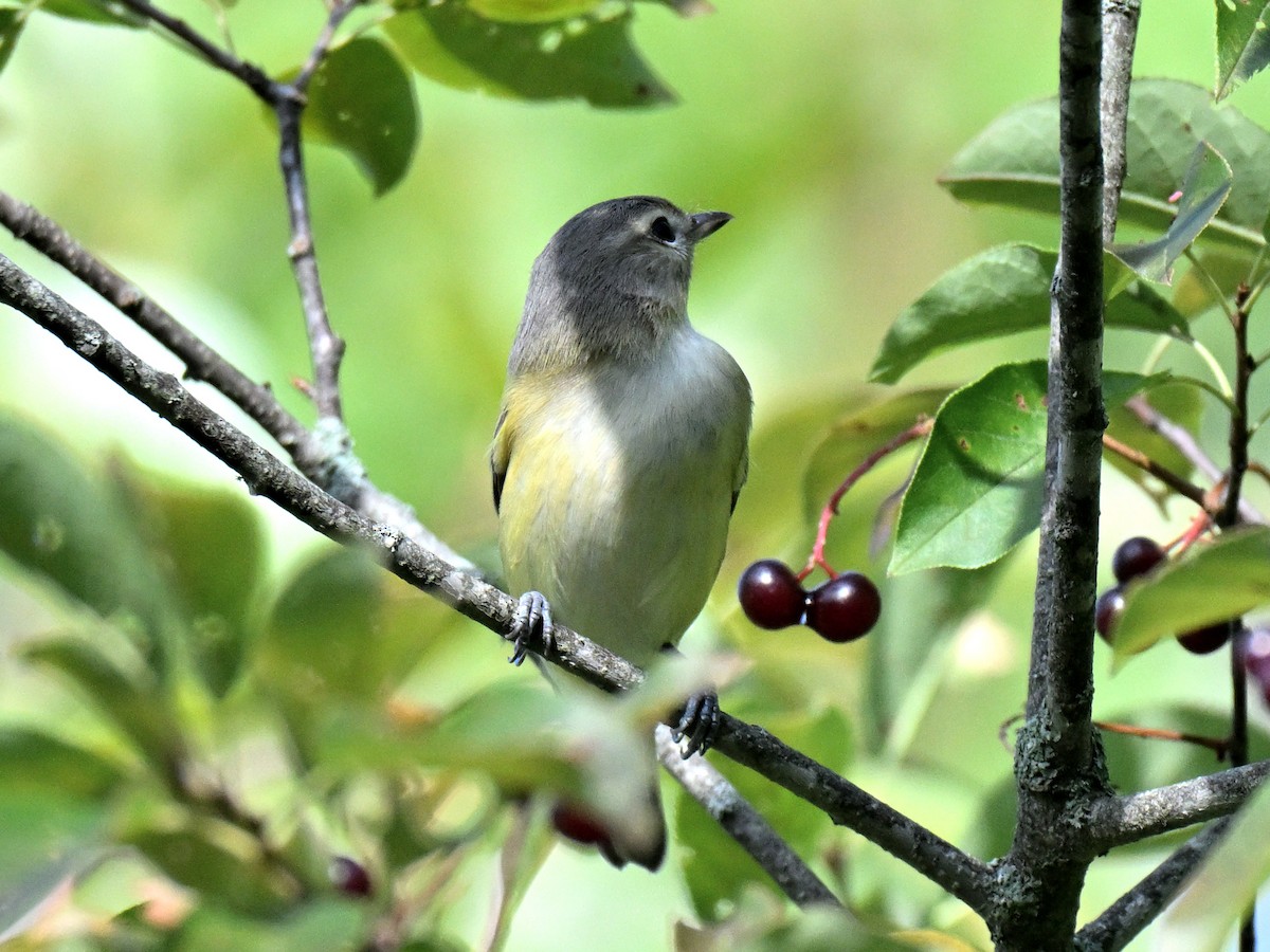 Vireo de Filadelfia - ML646017466