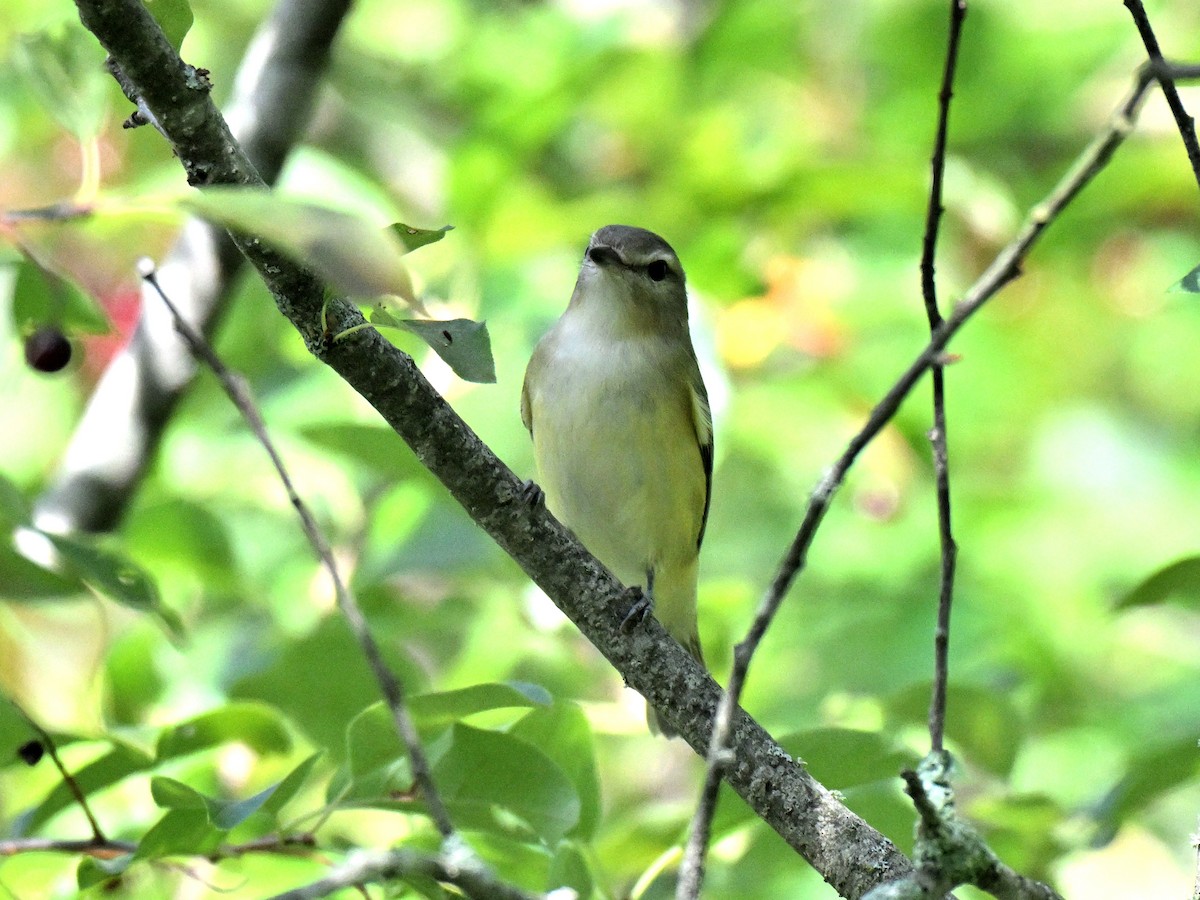 Vireo de Filadelfia - ML646017469