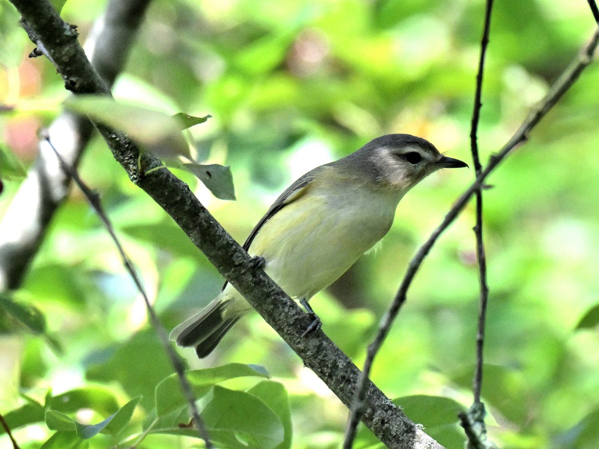 Vireo de Filadelfia - ML646017470
