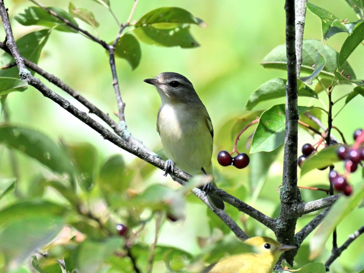 Vireo de Filadelfia - ML646017471