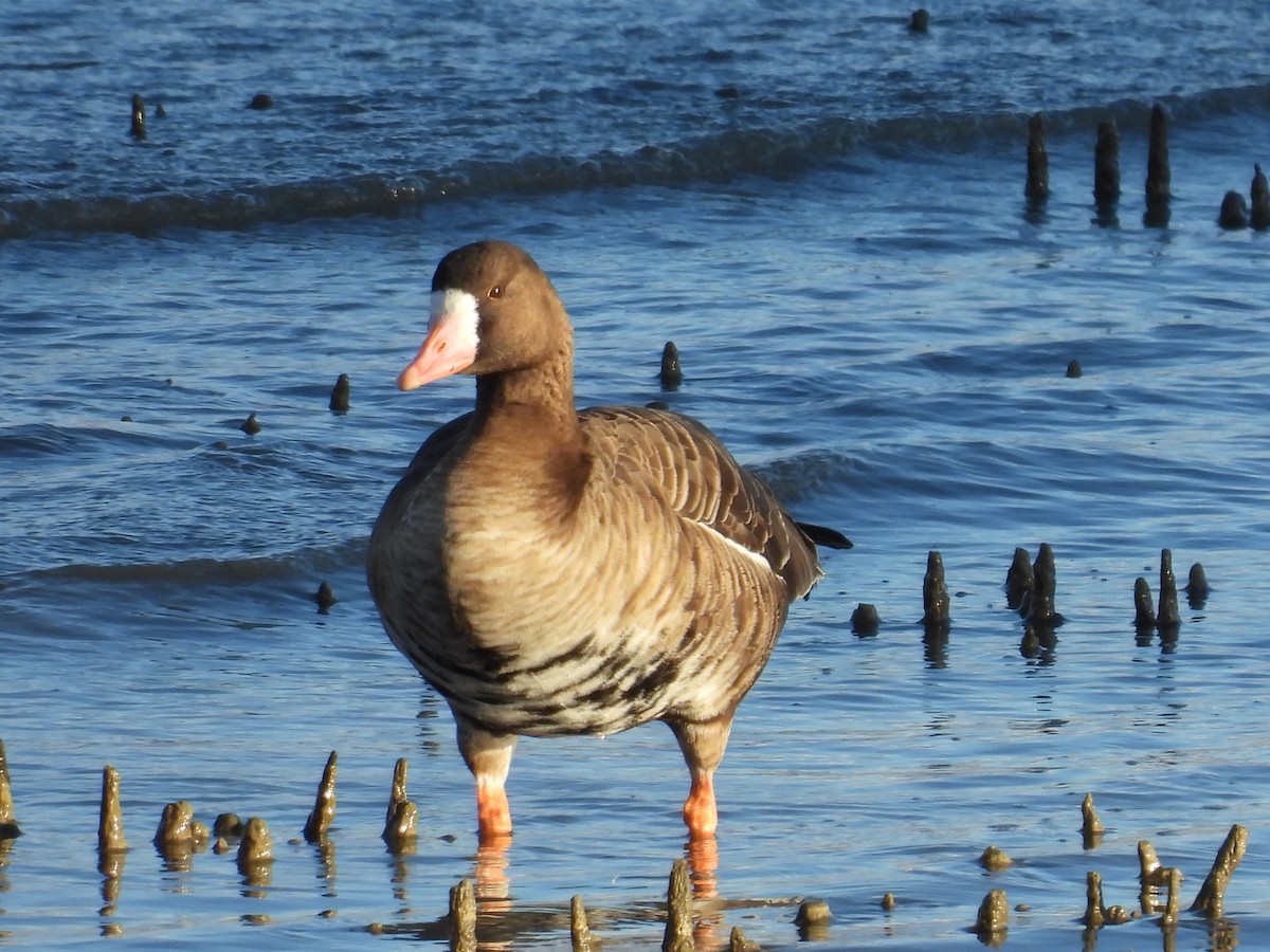 白額雁 - ML646017474