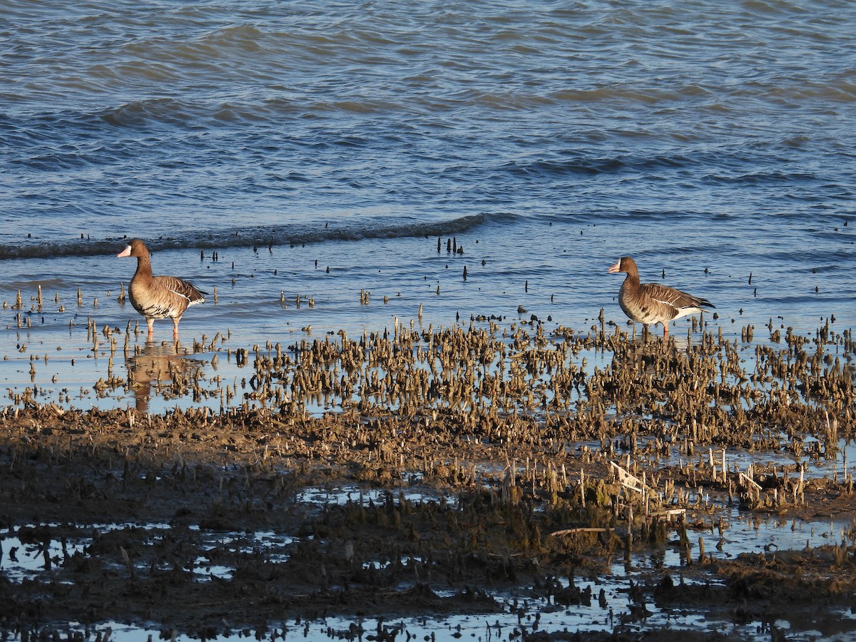 白額雁 - ML646017475