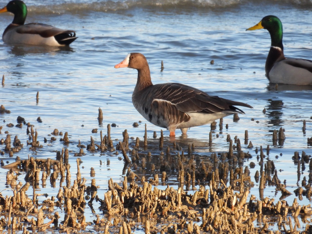 白額雁 - ML646017476