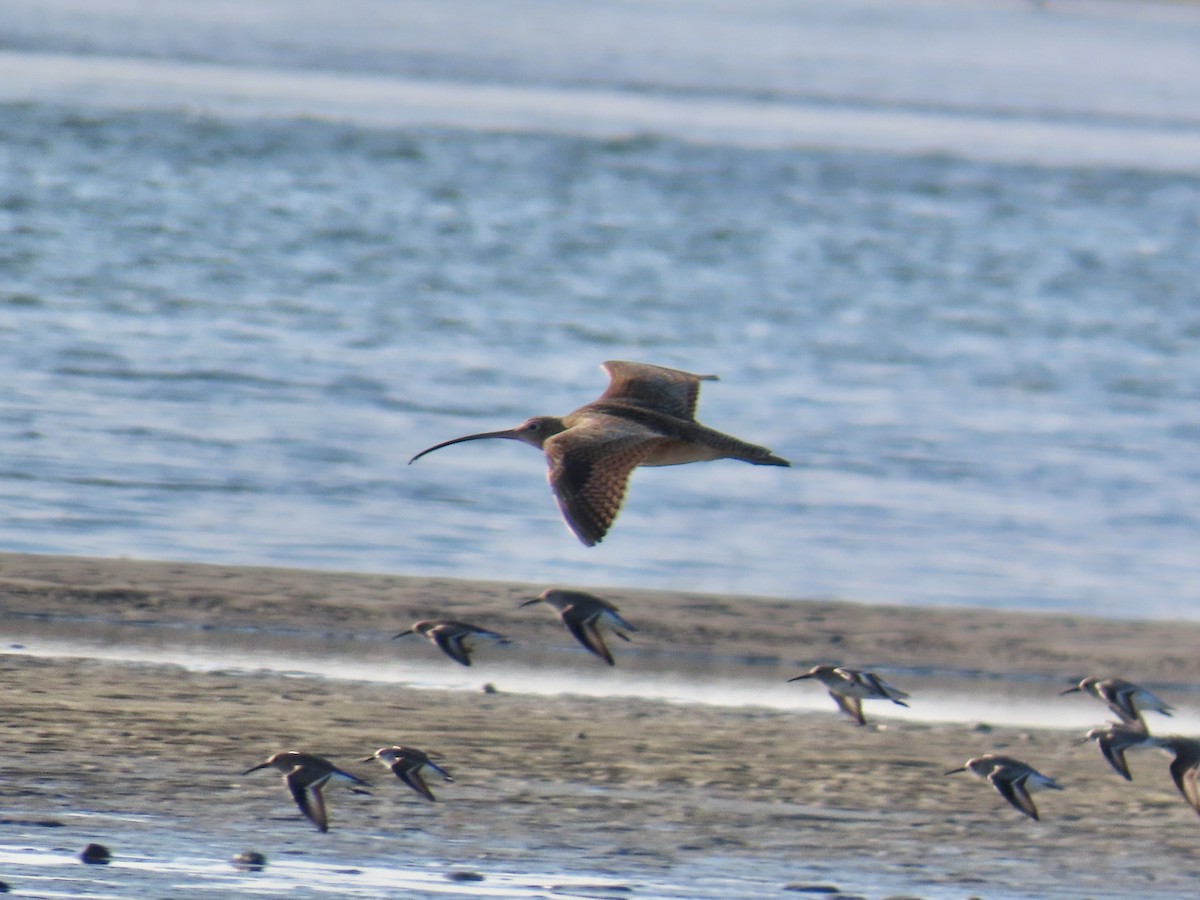 Long-billed Curlew - ML646017478