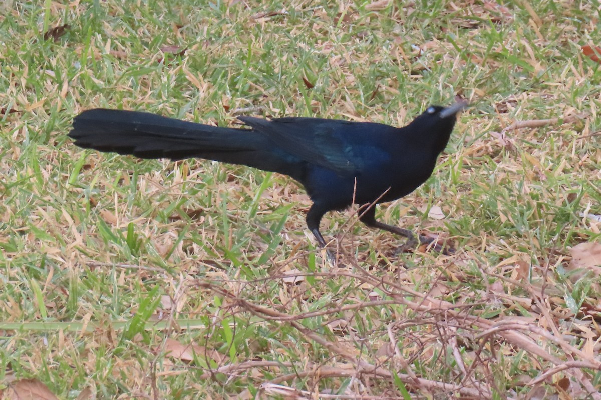 Great-tailed Grackle - ML646017479