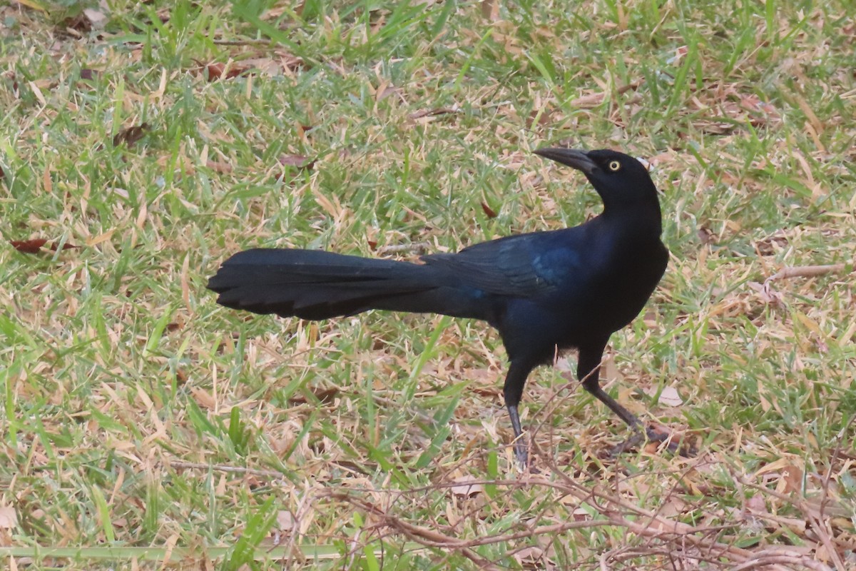 Great-tailed Grackle - ML646017480