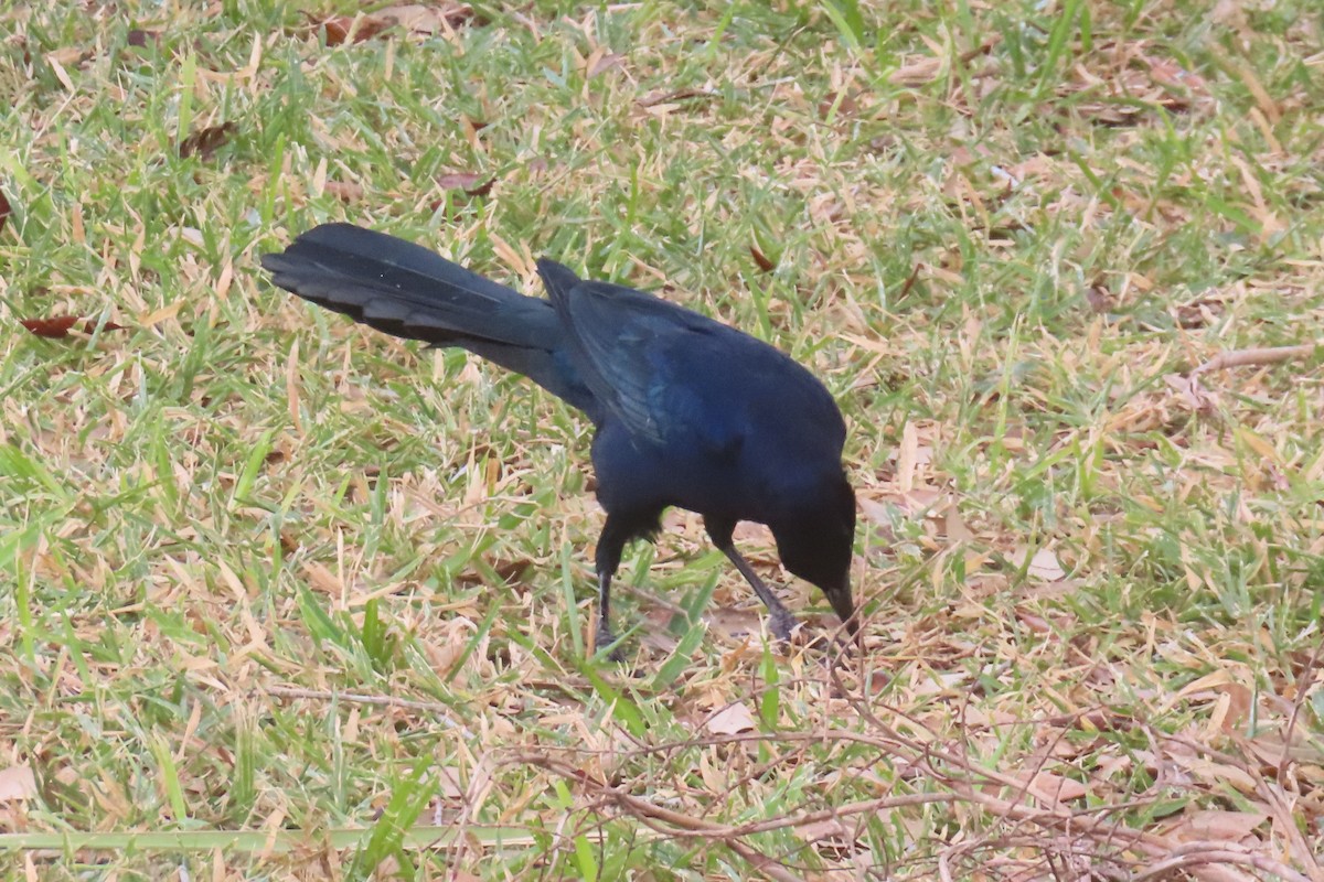 Great-tailed Grackle - ML646017481