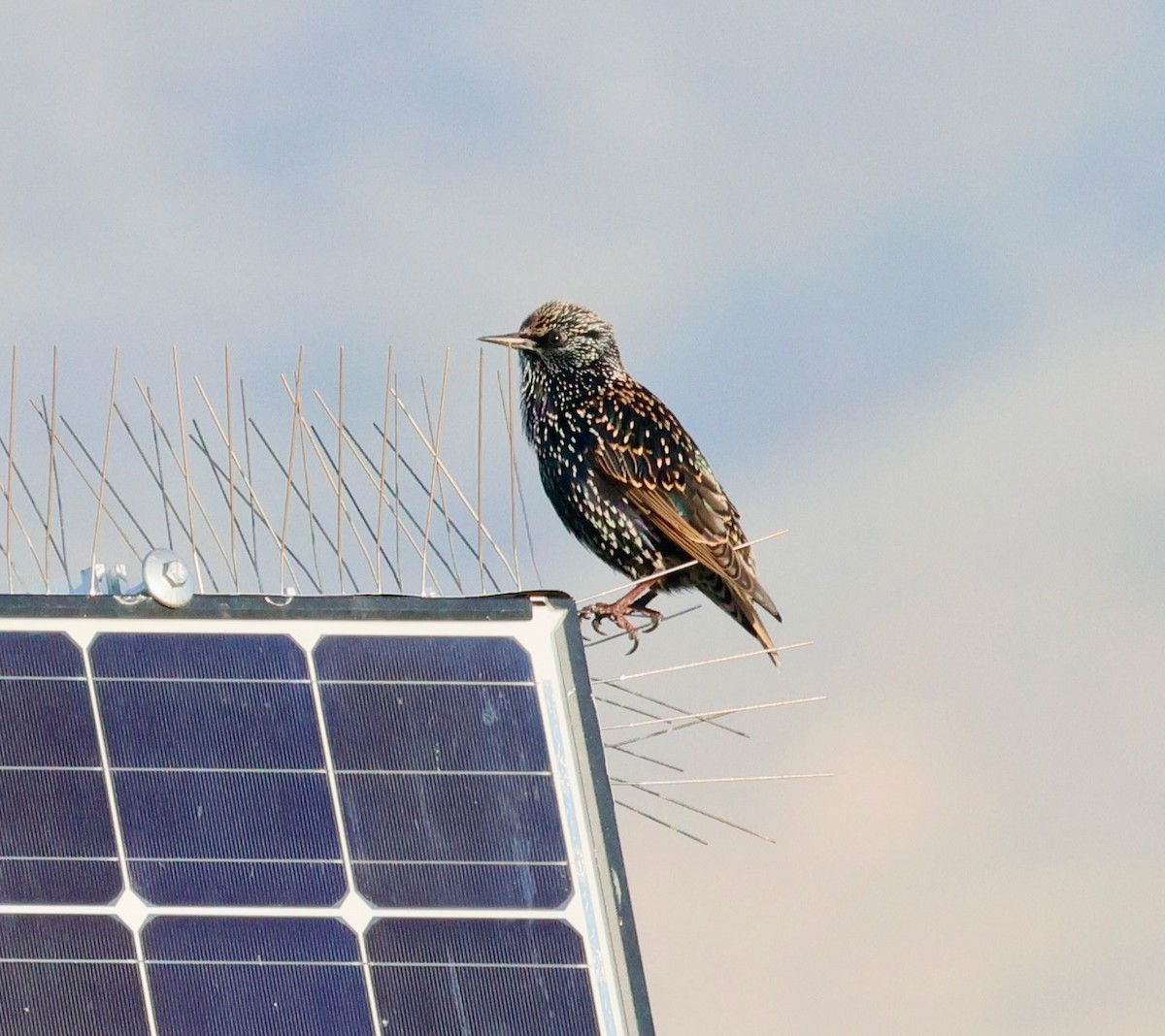 Sığırcık - ML646017487