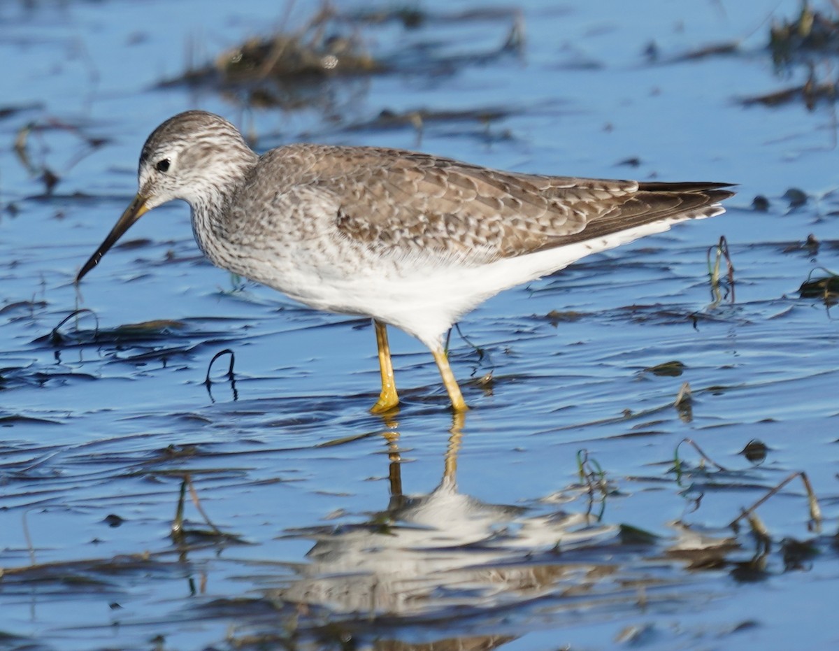 Greater Yellowlegs - ML646017488