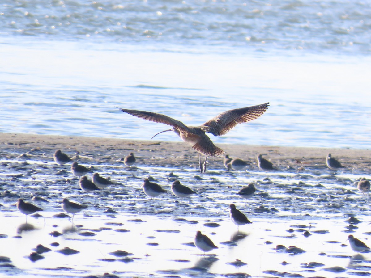 Long-billed Curlew - ML646017491
