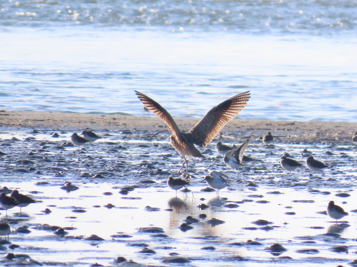 Long-billed Curlew - ML646017492