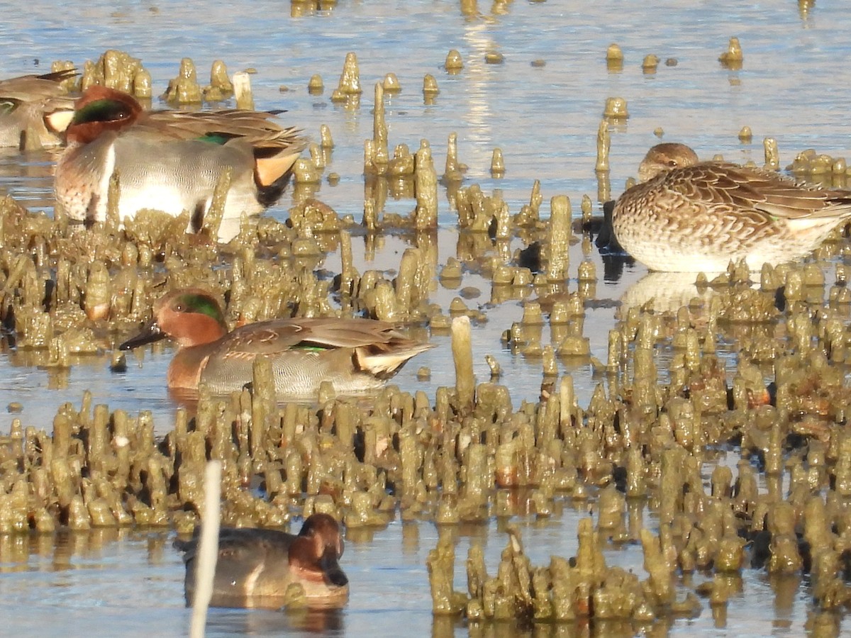 小水鴨 - ML646017494