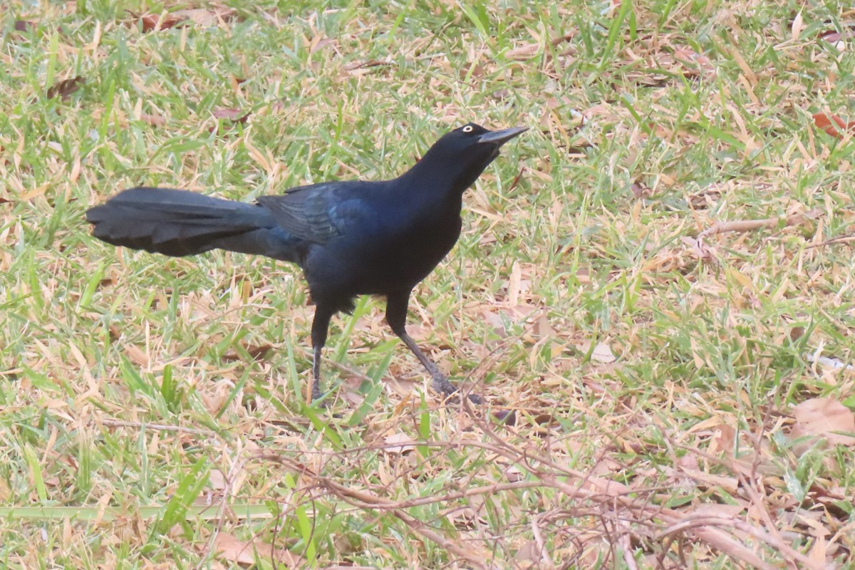 Great-tailed Grackle - ML646017496