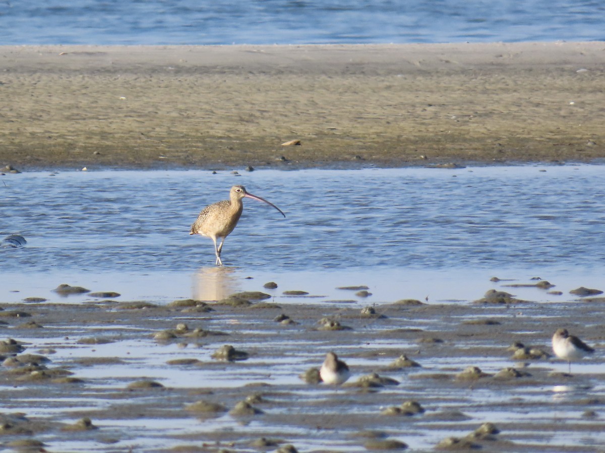 Long-billed Curlew - ML646017497