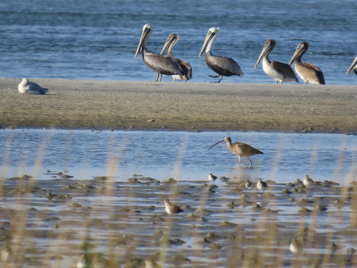 Long-billed Curlew - ML646017498