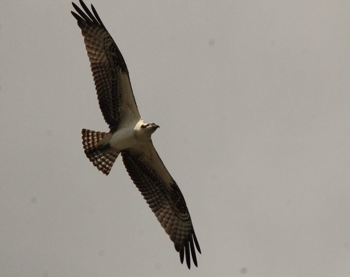 Osprey - ML646017501