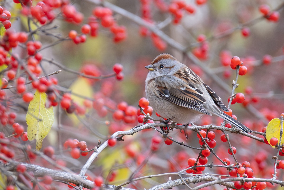 ムナフヒメドリ - ML646017502