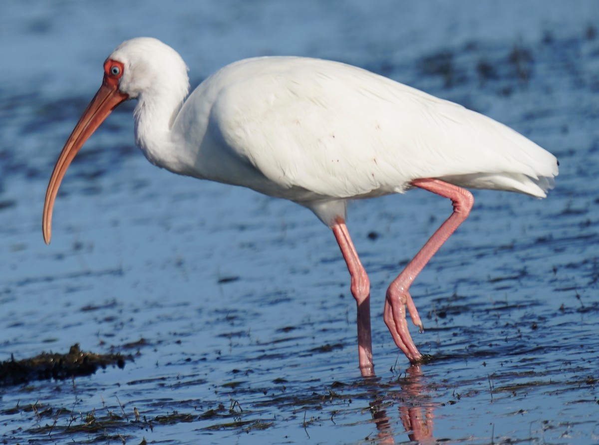 White Ibis - ML646017504