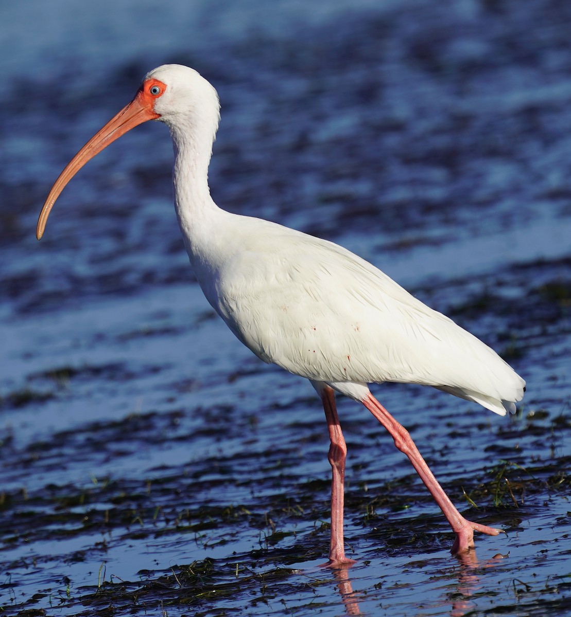 White Ibis - ML646017505