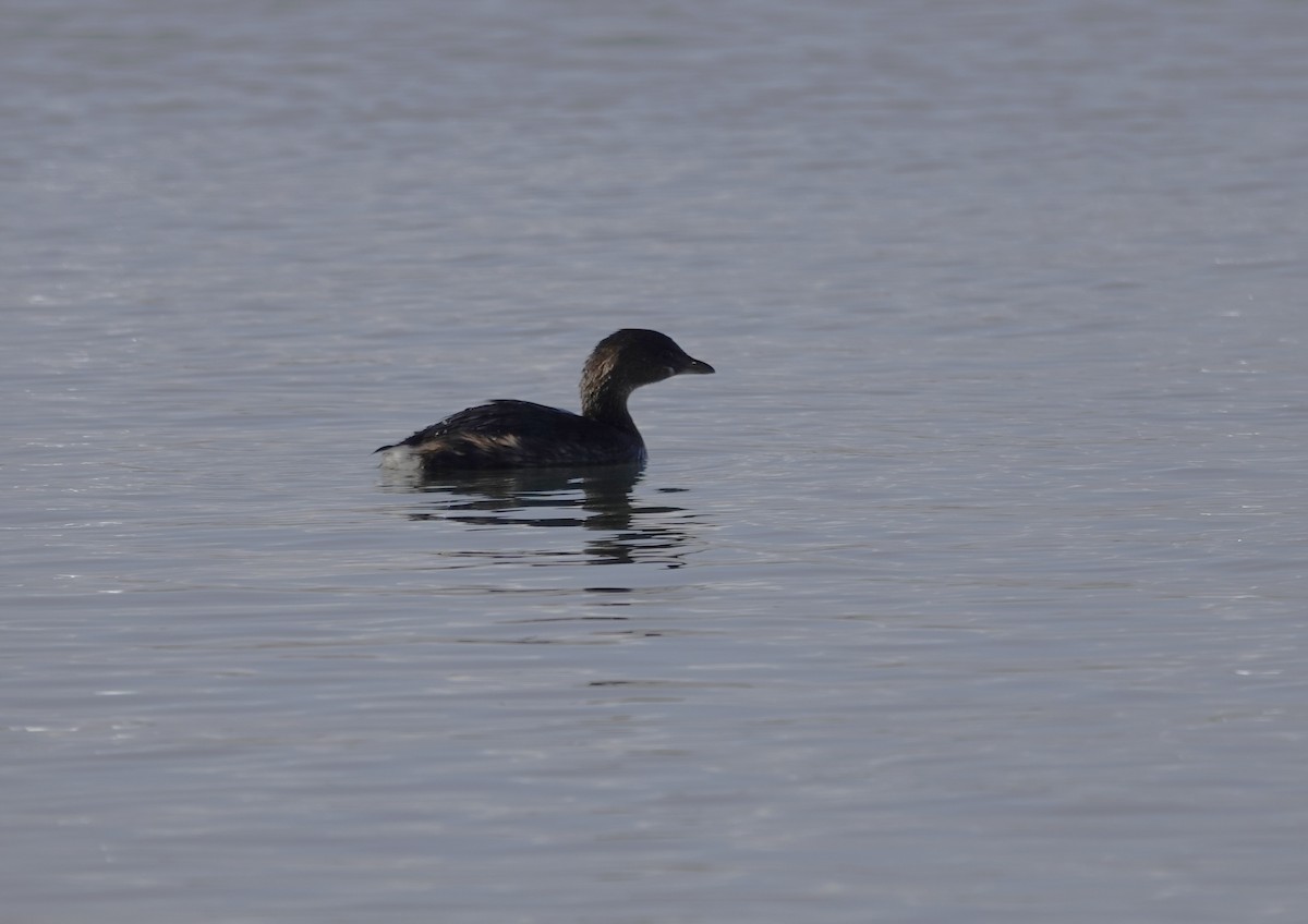 potápka americká - ML646017510