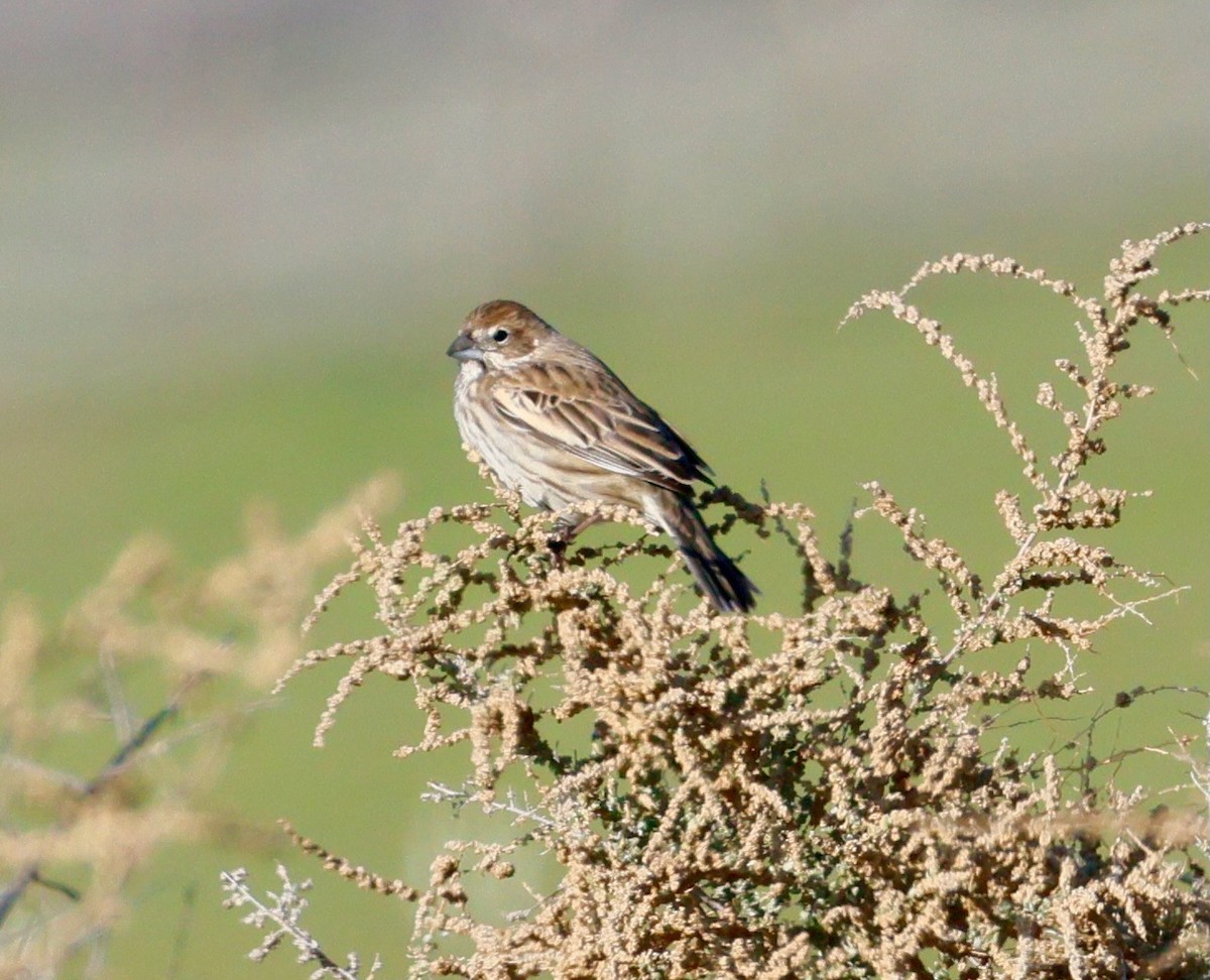 Жаворонковая овсянка - ML646017513
